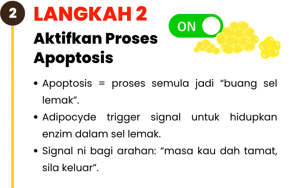 Langkah-langkah-kekal-kurus-2